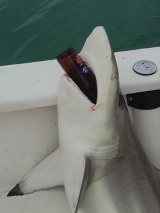 SHARK DRINKING BUD LIGHT